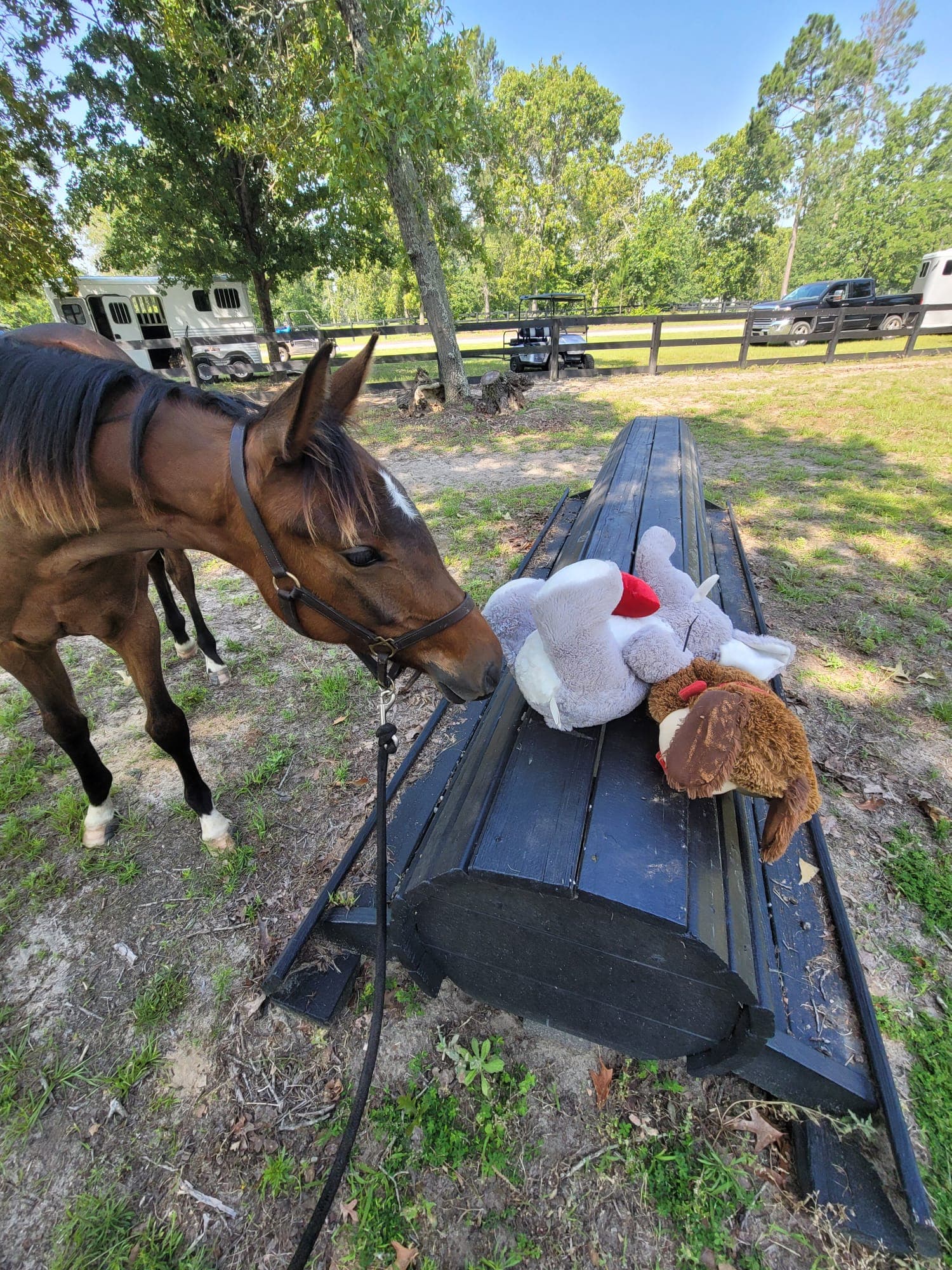 Foal exploring its environment with handler nearby
