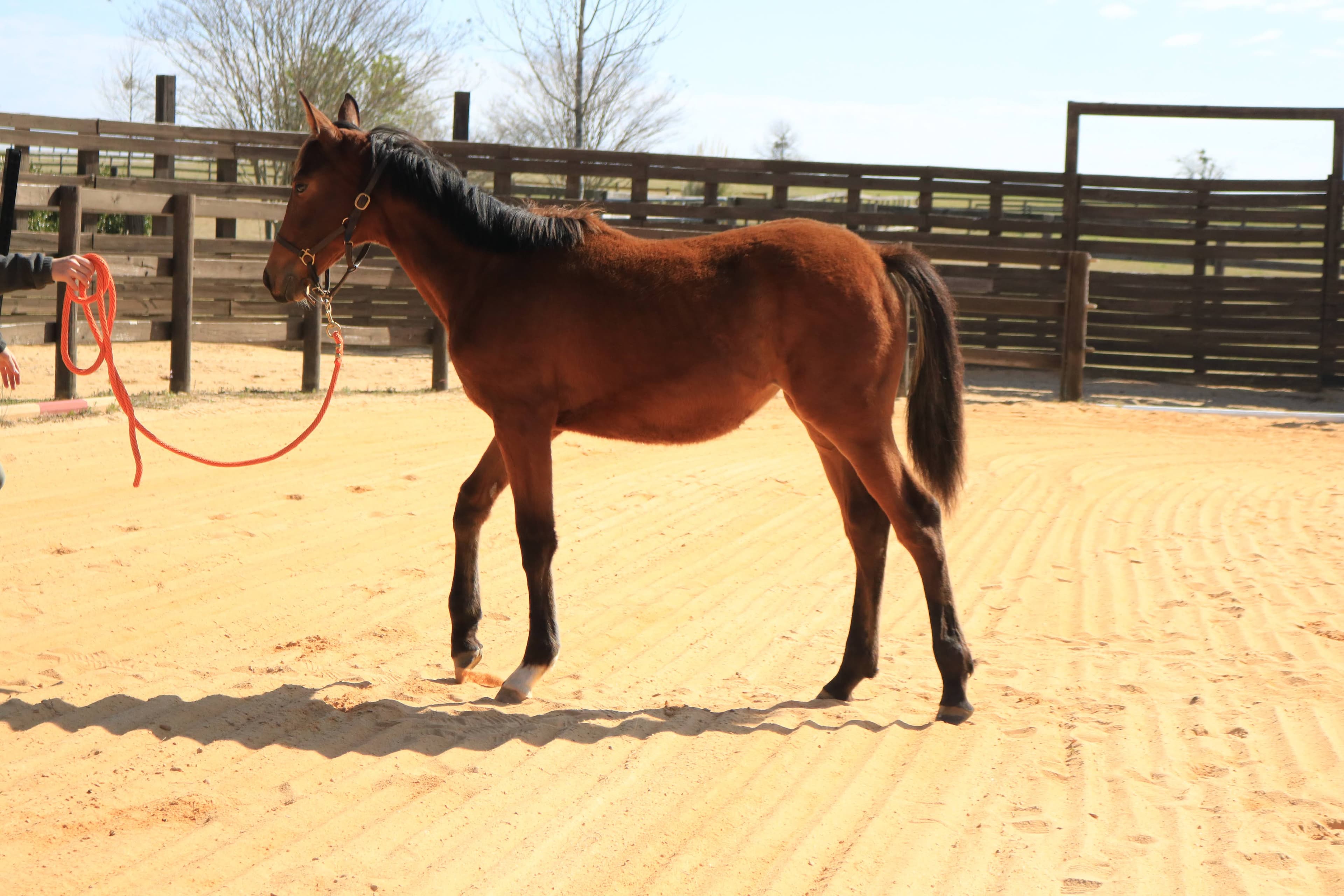 Confident young horse moving freely in a paddock