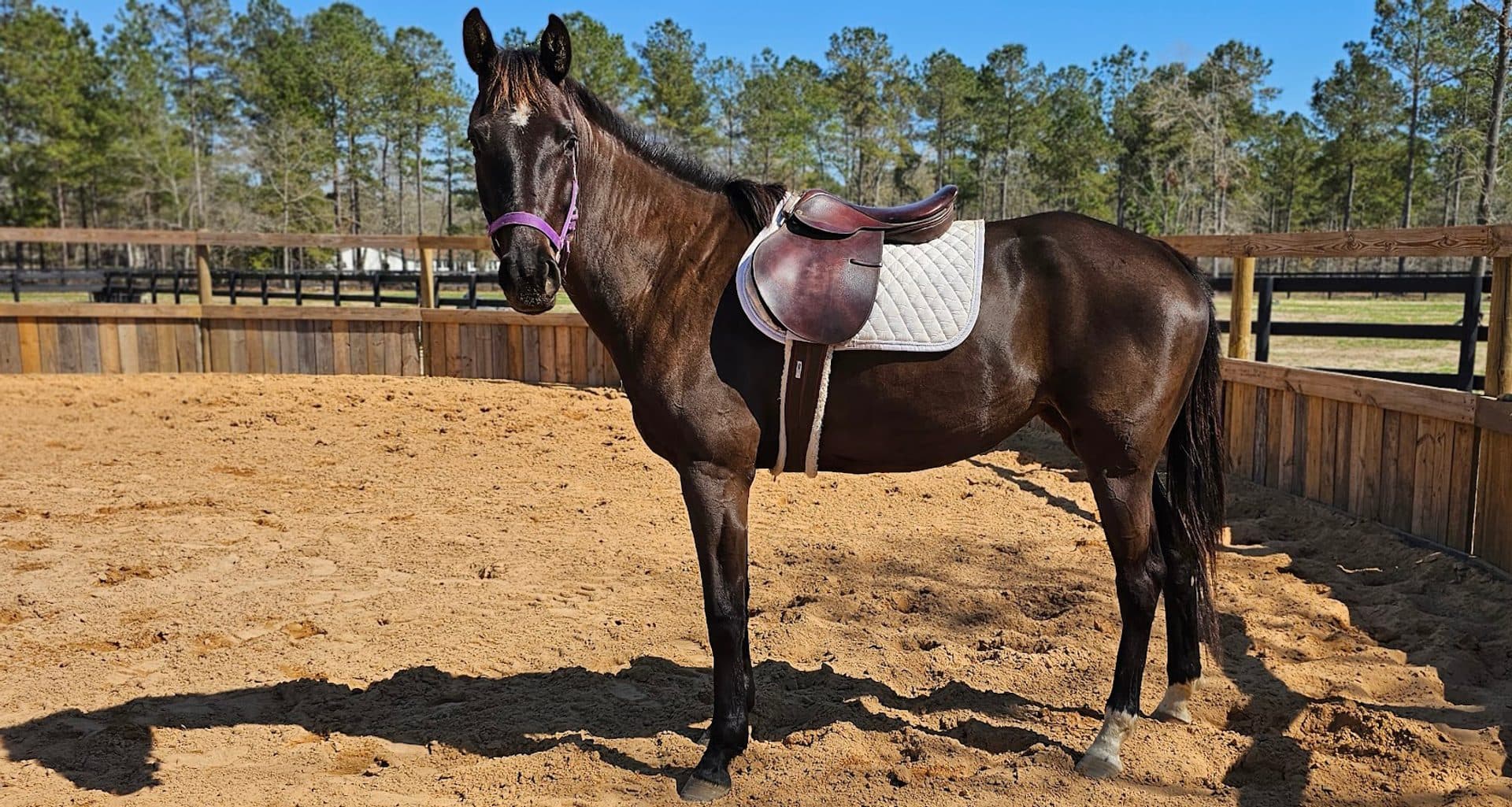 Young horse experiencing first rides at Menden Equestrian