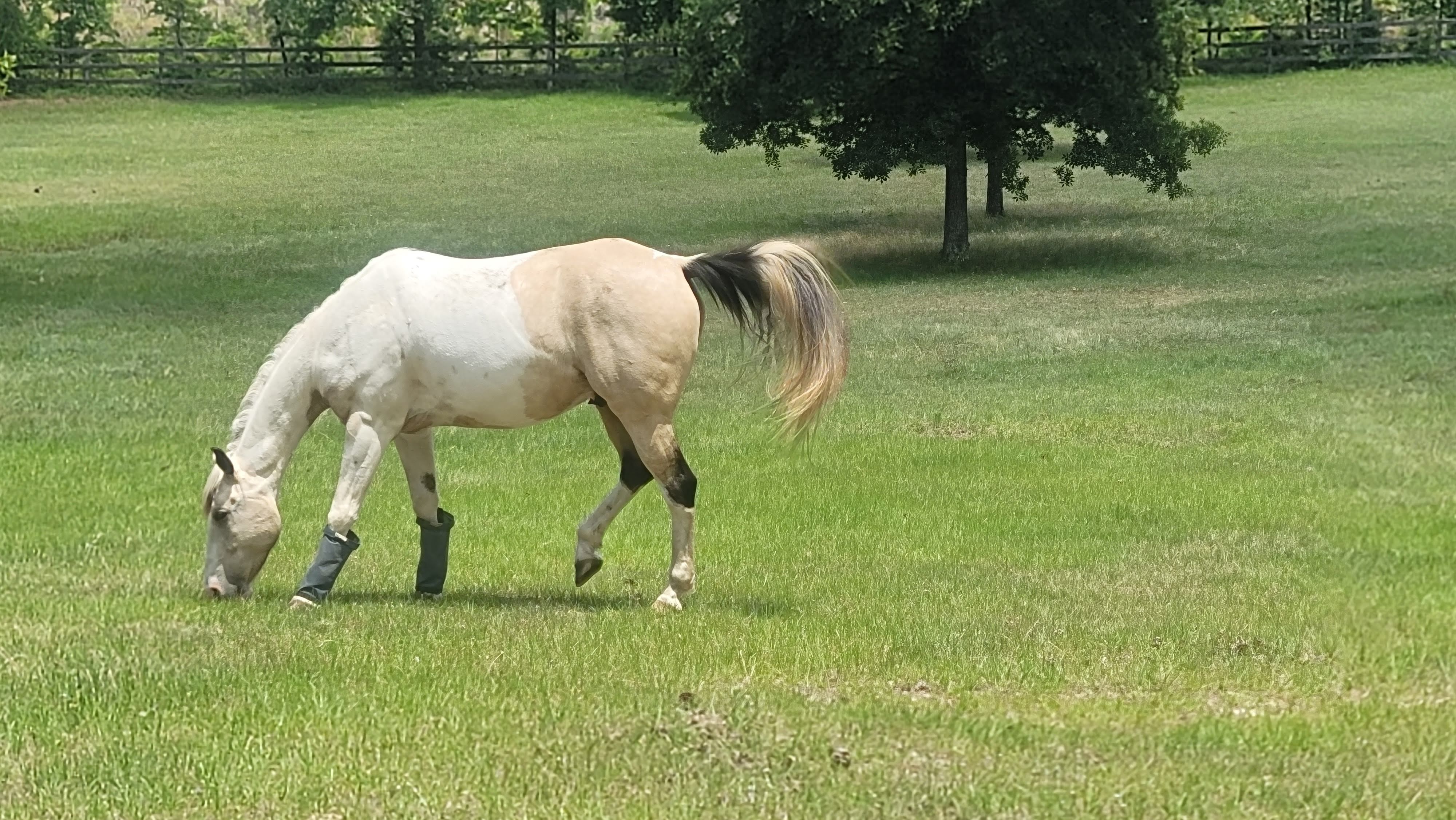 Horse photo placed beneath the sponsor block on the horse's page.